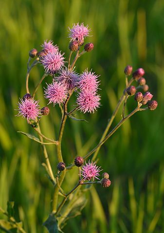 Cirsium arvense